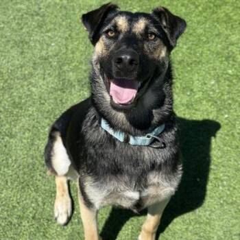 Shepherd and Mixed Breed Dogs Available for Adoption in Fresno, California - Zoey | PetCurious