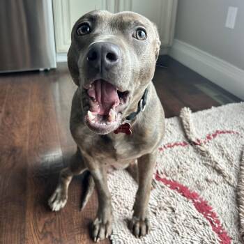 Pit Bull Terrier Dogs Available for Adoption - Mahina | PetCurious
