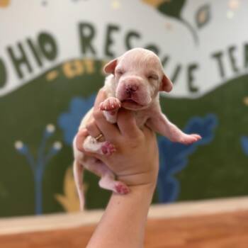 Marilyn Boy 3 -  Beagle Dog for Adoption in Springboro, Ohio - Marilyn Boy 3 | PetCurious