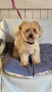 Knoxville -  Poodle and Maltese Dog for Adoption in Fort Worth, Texas - Knoxville | PetCurious