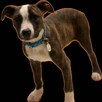 Pit Bull Terrier and Mixed Breed Dogs Available for Adoption in San Saba, Texas - Winston | PetCurious