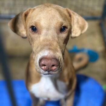 Stretch -  Pharaoh Hound and Mixed Breed Dog for Adoption in Fort Smith, Arkansas - Stretch | PetCurious