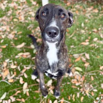 Mixed Breed Dogs Available for Adoption - Schnitzel | PetCurious