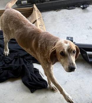 Spud -  Hound Dog for Adoption in Maryville, Tennessee - Spud | PetCurious