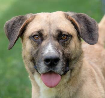 Auggie -  Shepherd and Labrador Retriever Dog for Adoption in Nashville, Tennessee - Auggie | PetCurious