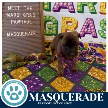 Black Mouth Cur and Pit Bull Terrier Dogs Available for Adoption - Masquerade (Noelle