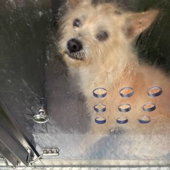 Stumper -  Mixed Breed Dog for Adoption in Philadelphia, Pennsylvania - Stumper | PetCurious