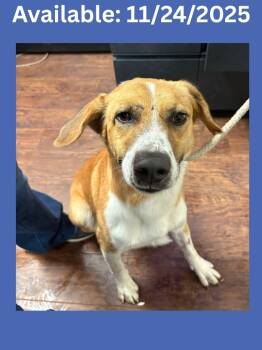 Rescue Collie and Mixed Breed Dogs for Adoption in Greenville, Texas - Dog Kennel # 3 | PetCurious