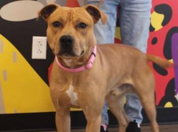 Mixed Breed Dogs Available for Adoption - Knox | PetCurious