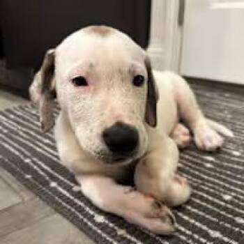 Rescue Belgian Shepherd Malinois Dogs for Adoption in Williston, Vermont - Bolt | PetCurious