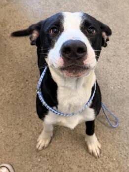 Wilbert -  Hound Dog for Adoption in Cleveland, Ohio - Wilbert | PetCurious