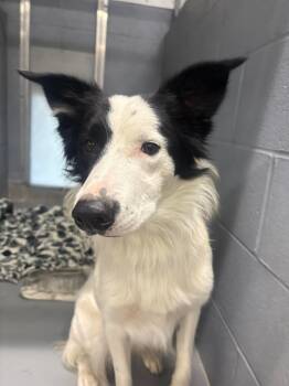 Rescue Border Collie Dogs for Adoption in Findlay, Ohio - Piper | PetCurious