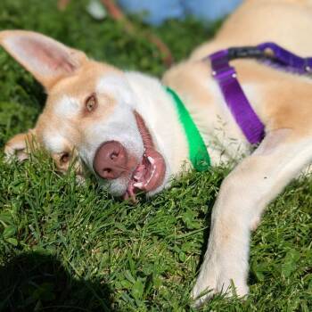 Prince -  Mixed Breed Dog for Adoption in Hendersonville, North Carolina - Prince | PetCurious
