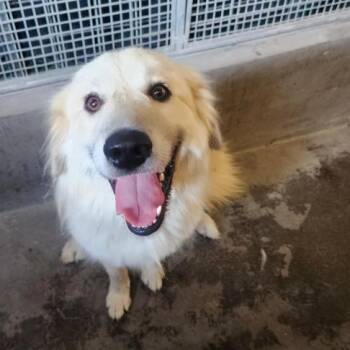 Noel A2296830 -  Labrador Retriever and Mixed Breed Dog for Adoption in Los Angeles, California - Noel A2296830 | PetCurious