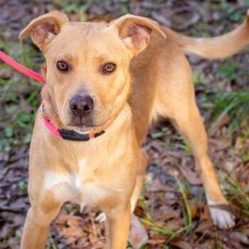 Mixed Breed Dogs Available for Adoption - Dr. Pepper, MD | PetCurious