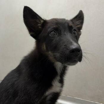 Mango -  Shepherd Dog for Adoption in Des Moines, Iowa - Mango | PetCurious