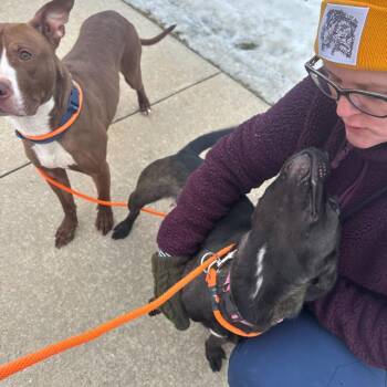 American Staffordshire Terrier Dogs Available for Adoption - Bear | PetCurious