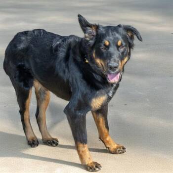 Australian Shepherd and Mixed Breed Dogs Available for Adoption in St. Louis, Missouri - HERMIE | PetCurious