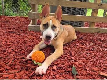 Teddy Miller -  Shepherd and Husky Dog for Adoption in Acworth, Georgia - Teddy Miller | PetCurious