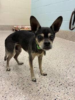 Pesci -  Chihuahua Dog for Adoption in Littleton, Colorado - Pesci | PetCurious