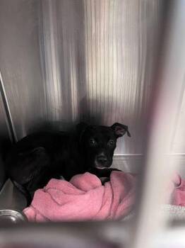 Macaroni -  Pit Bull Terrier and Mixed Breed Dog for Adoption in Kansas City, Missouri - Macaroni | PetCurious