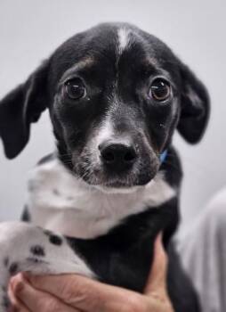 Mixed Breed Dogs Available for Adoption in West Chester, Pennsylvania - Mazie | PetCurious