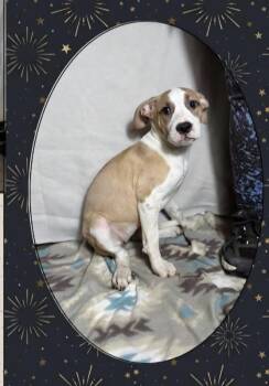 Shepherd and Pit Bull Terrier Dogs Available for Adoption in Aurora, Indiana - Floyd Dawgs : Juno | PetCurious