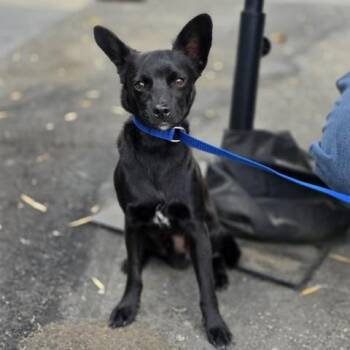 Chihuahua and Mixed Breed Dogs Available for Adoption in San Bernardino, California - BOBBIE | PetCurious