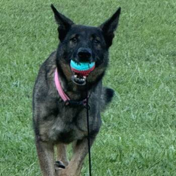 Rescue German Shepherd Dog Dogs for Adoption in Jena, Louisiana - Maggie | PetCurious