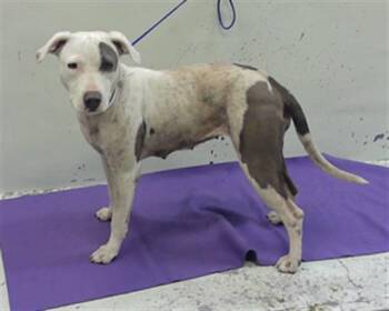 Staffordshire Bull Terrier and Mixed Breed Dogs Available for Adoption in Houston, Texas - JANIE | PetCurious