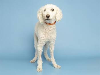 KATEE -  Poodle Dog for Adoption in Phoenix, Arizona - KATEE | PetCurious