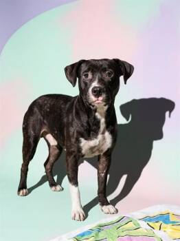 CHUNKAMUNK -  Mixed Breed Dog for Adoption in Jacksonville, Florida - CHUNKAMUNK | PetCurious