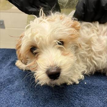 Mixed Breed Dogs Available for Adoption - Marshmallow | PetCurious