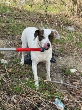 Pit Bull Terrier and Labrador Retriever Dogs Available for Adoption - BATMAN | PetCurious