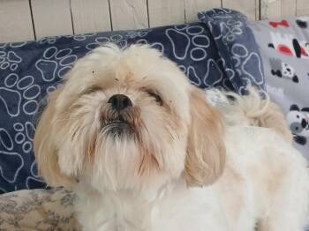 Farquaad -  Shih Tzu Dog for Adoption in Fort Worth, Texas - Farquaad | PetCurious