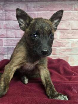 Scorpion -  Australian Shepherd Dog for Adoption in Sedalia, Colorado - Scorpion | PetCurious