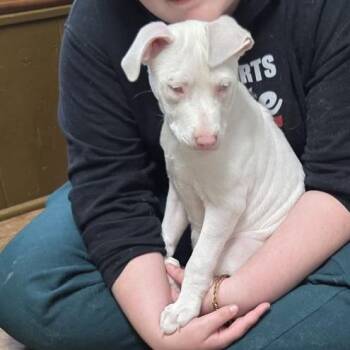 Mira -  Great Dane and Pit Bull Terrier Dog for Adoption in Kansas City, Missouri - Mira | PetCurious