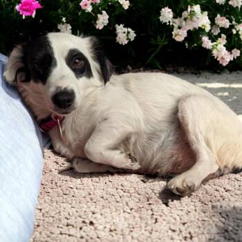 Rescue Papillon and Dachshund Dogs for Adoption in Phoenix, Arizona - Betty Boop | PetCurious