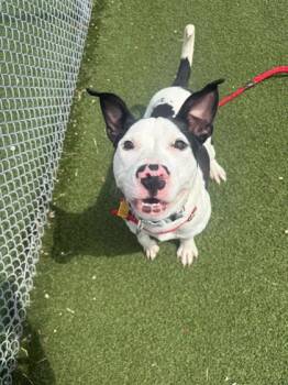Pit Bull Terrier Dogs Available for Adoption in Cleveland, Ohio - Betty | PetCurious