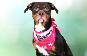Rescue Rottweiler and American Staffordshire Terrier Dogs for Adoption in Fort Lauderdale, Florida - LATTE | PetCurious