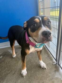 Rescue Mixed Breed Dogs for Adoption in Fernandina Beach, Florida - BELLA | PetCurious