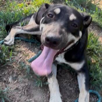 Nebraska -  Terrier and Black Mouth Cur Dog for Adoption in Queen City, Texas - Nebraska | PetCurious