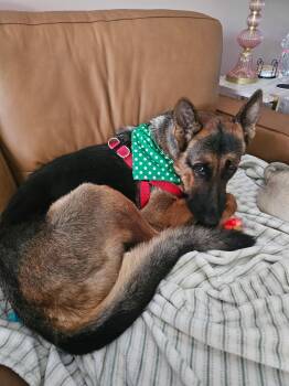 Lloyd 3176 -  German Shepherd Dog Dog for Adoption in Pompano Beach, Florida - Lloyd 3176 | PetCurious