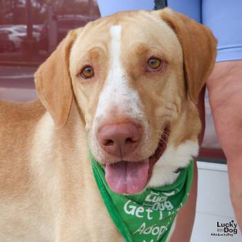 Rescue Labrador Retriever Dogs for Adoption in Washington, District Of Columbia - Luke | PetCurious