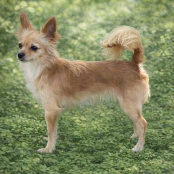 Chihuahua Dogs Available for Adoption in Sanford, Florida - Princess | PetCurious