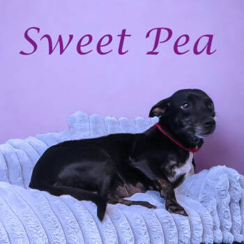 Rescue Chihuahua and Dachshund Dogs for Adoption in Lebanon, Tennessee - Sweet Pea D25-185 | PetCurious