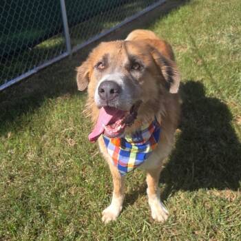 Rescue English Shepherd and Turkish Kangal Dogs for Adoption in Angleton, Texas - Cody Corn Flakes | PetCurious