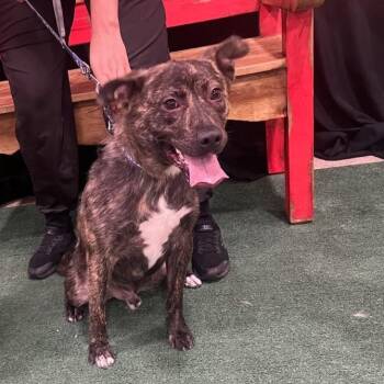 FWT Ozzie -  American Bulldog Dog for Adoption in Midland, Texas - FWT Ozzie | PetCurious