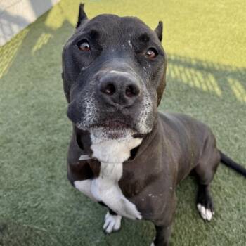 Pit Bull Terrier Dogs Available for Adoption - BatMan | PetCurious