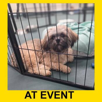 Toddle (JY26-79) -  Lhasa Apso Dog for Adoption in Peyton, Colorado - Toddle (JY26-79) | PetCurious